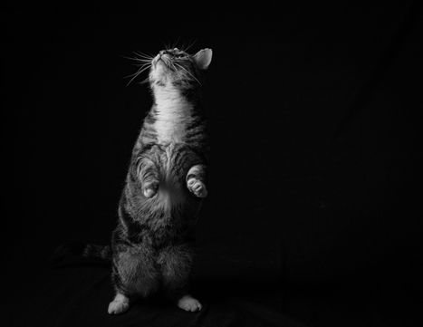 Black and white portrait of a tabby cat standing upright and looking upward against a dark background