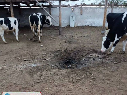 Russian troops “denazified” cows in the Kherson region
