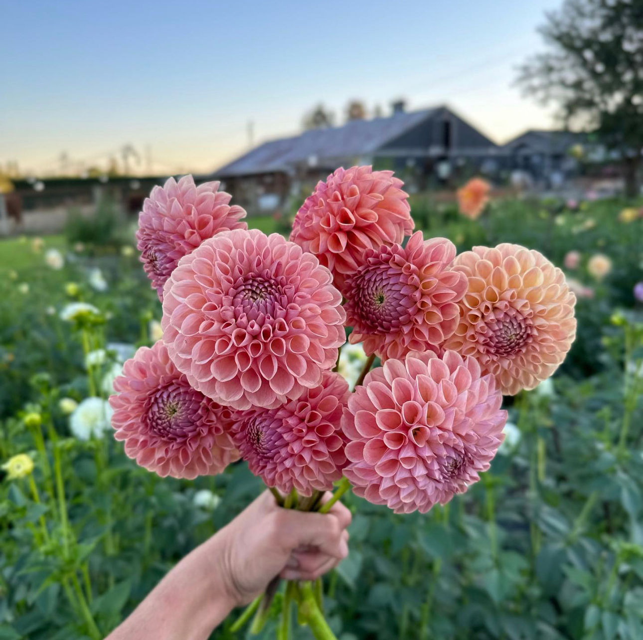 Dahlia Bracken Rose Tuber