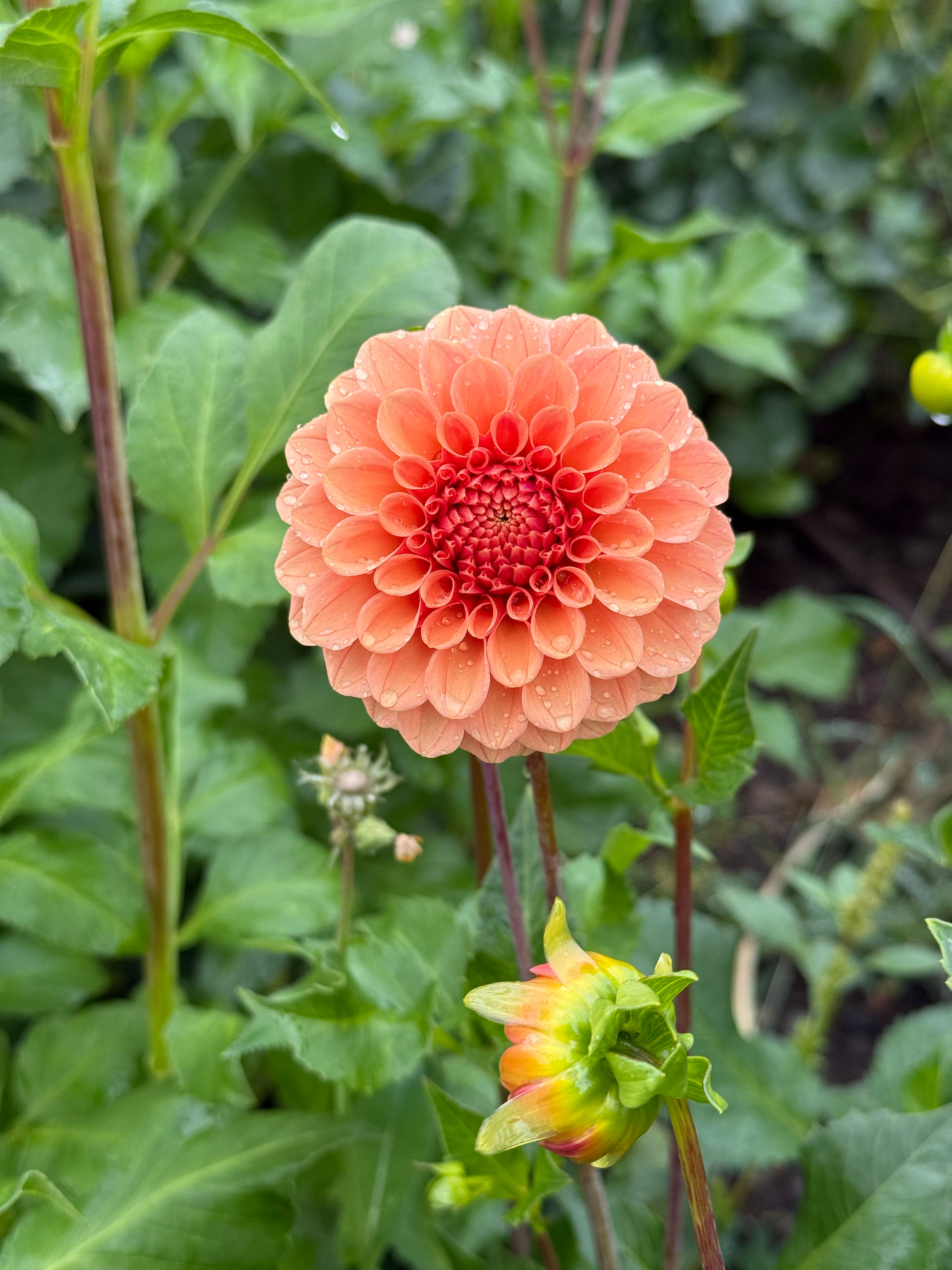 Rose Toscano Tuber