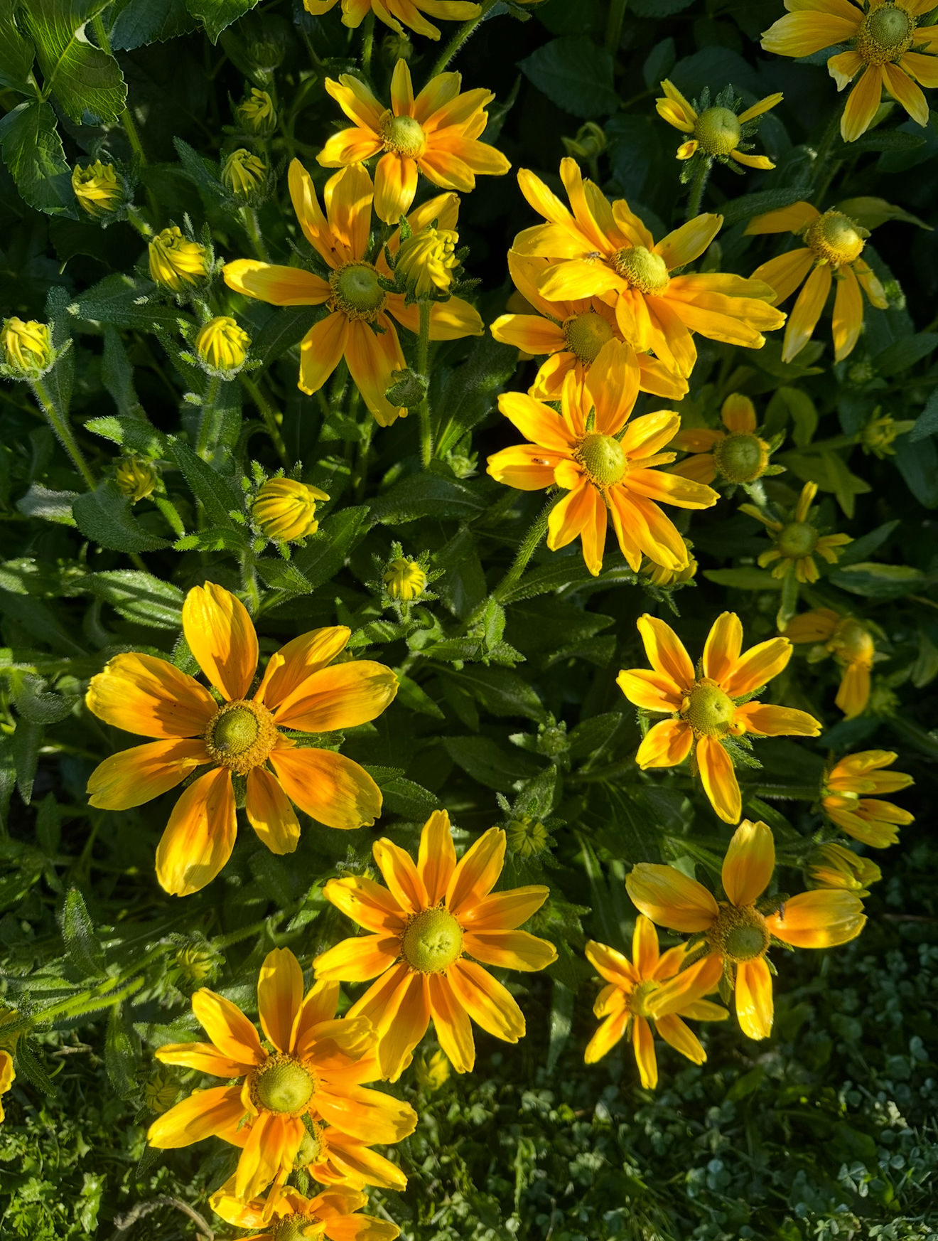 Sun Prairie Rudbeckia seeds