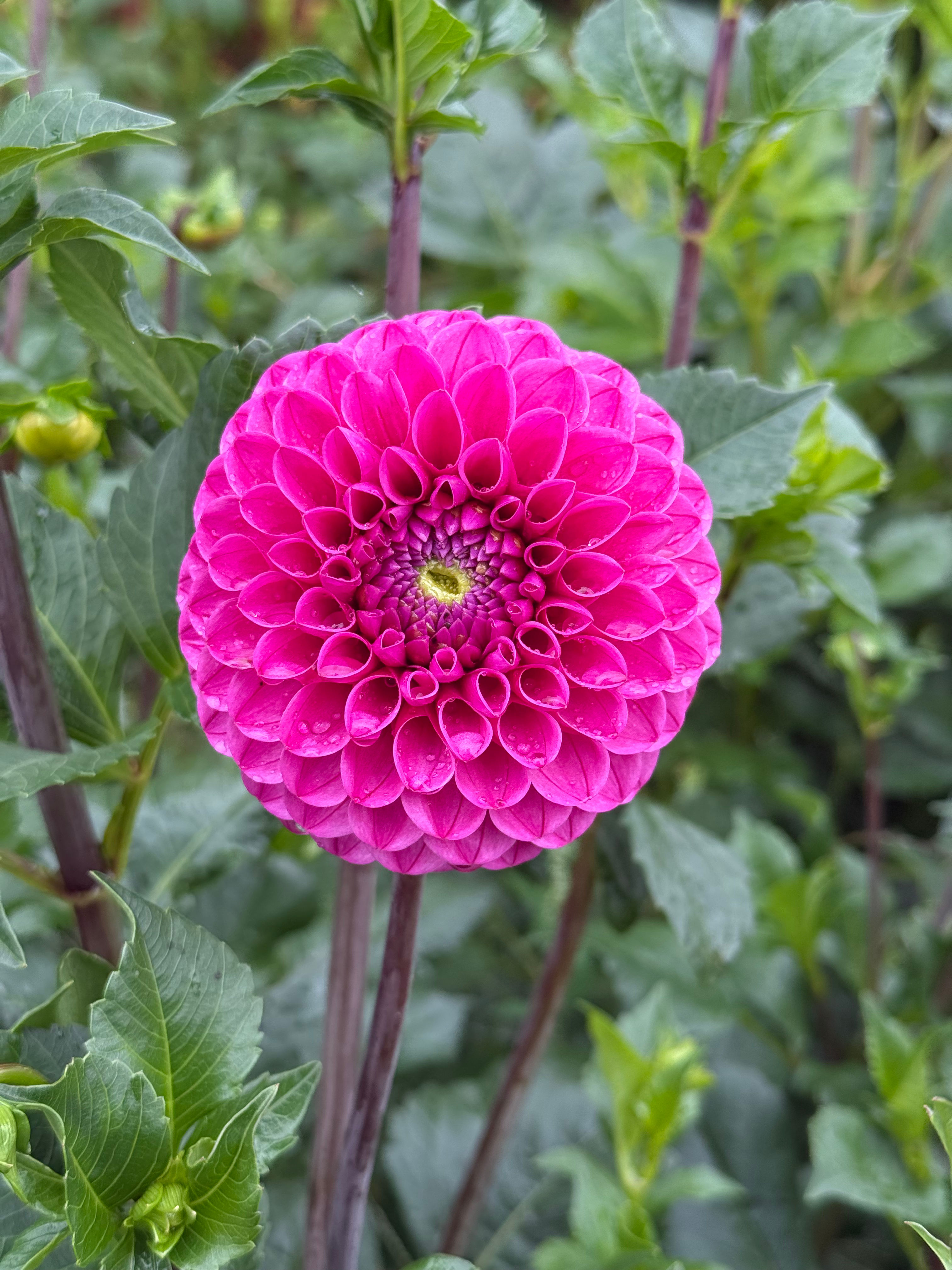 Pink Sylvia