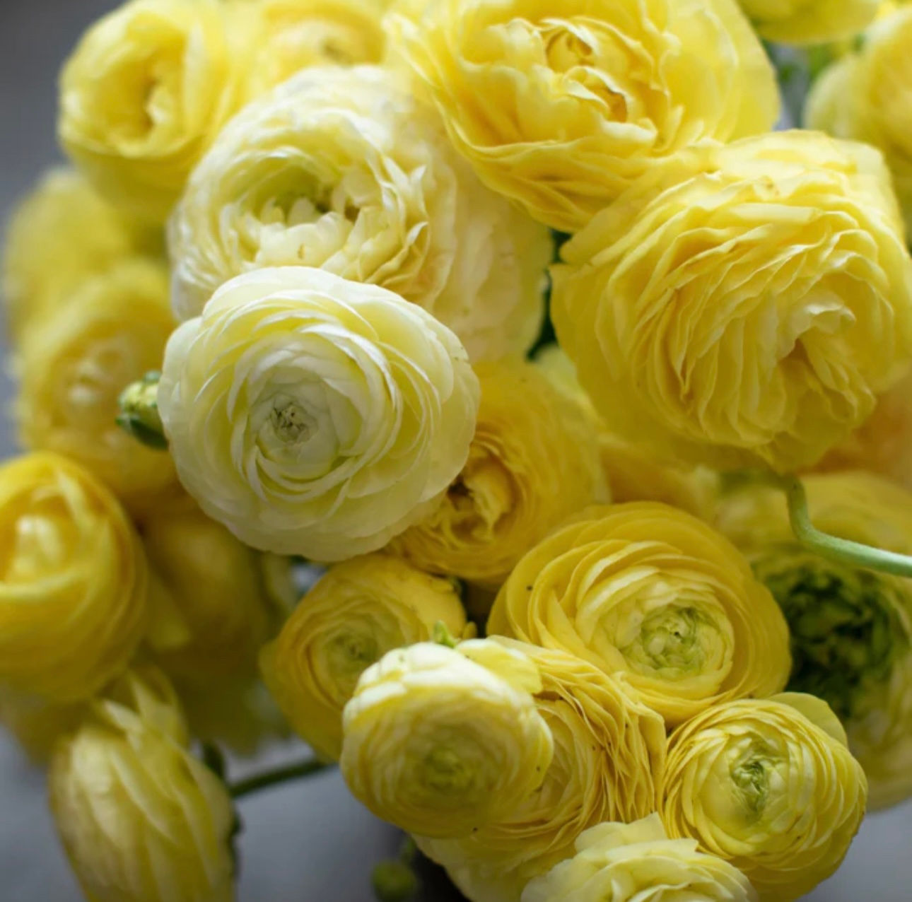 Amandine Cream Ranunculus Corms