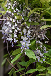 043019_Pergola_0006705.jpg