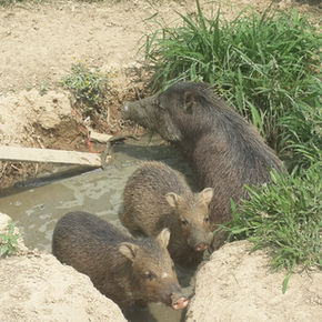 Wild Boar