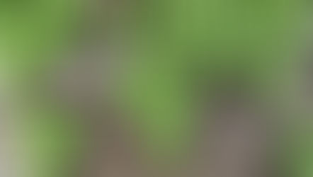 O que aconteceria se o mundo inteiro virasse vegetariano?