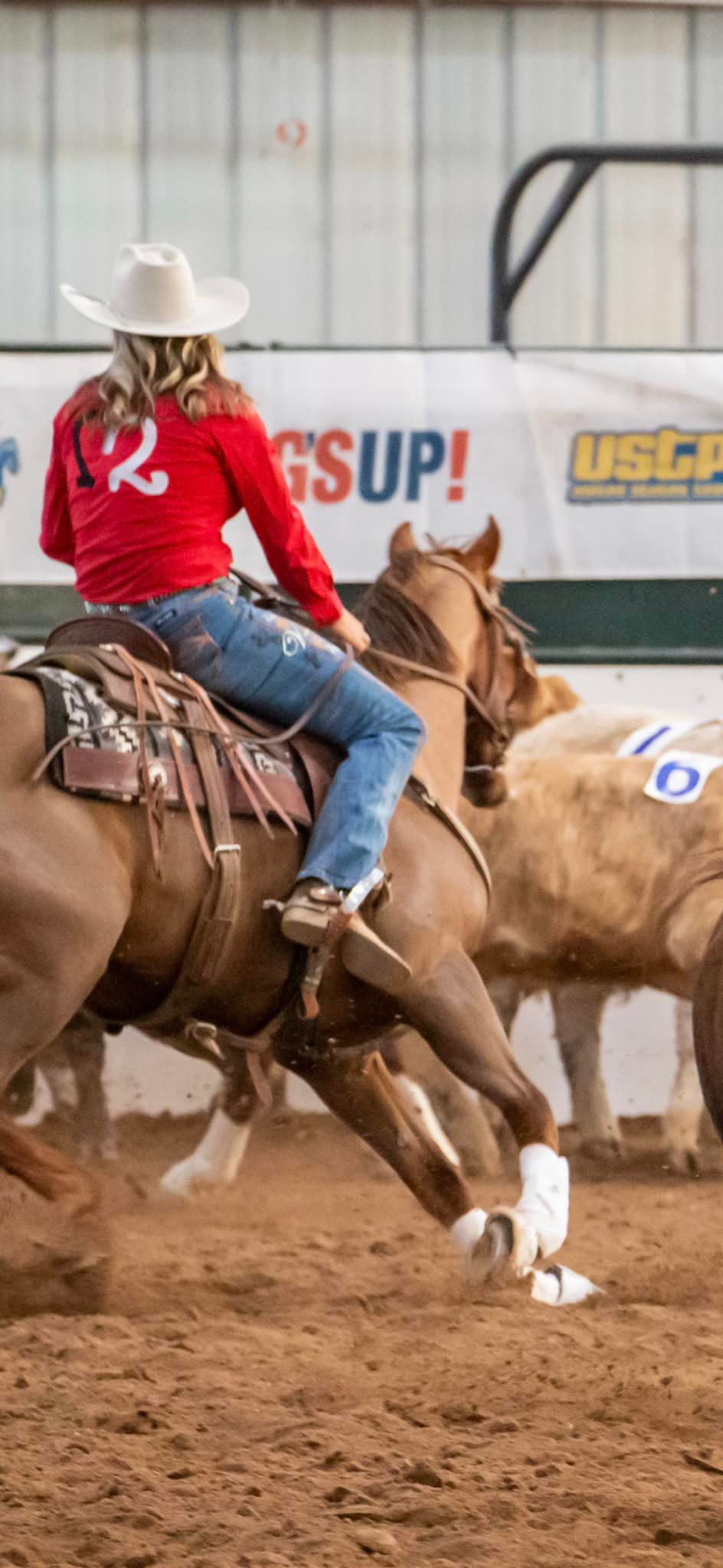 Thumbnail: 🔥Seasoned Penner/Sorter Gelding 🔥