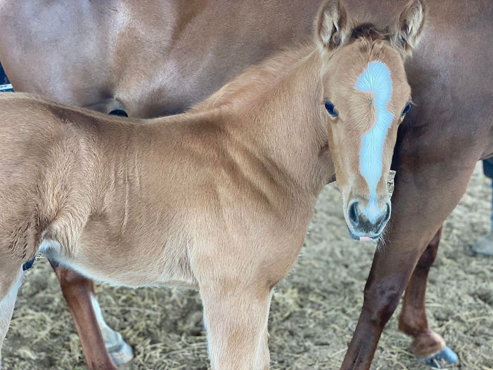 Thumbnail: Beautiful palomino colt! Sire is a Future Fortunes stallion.
