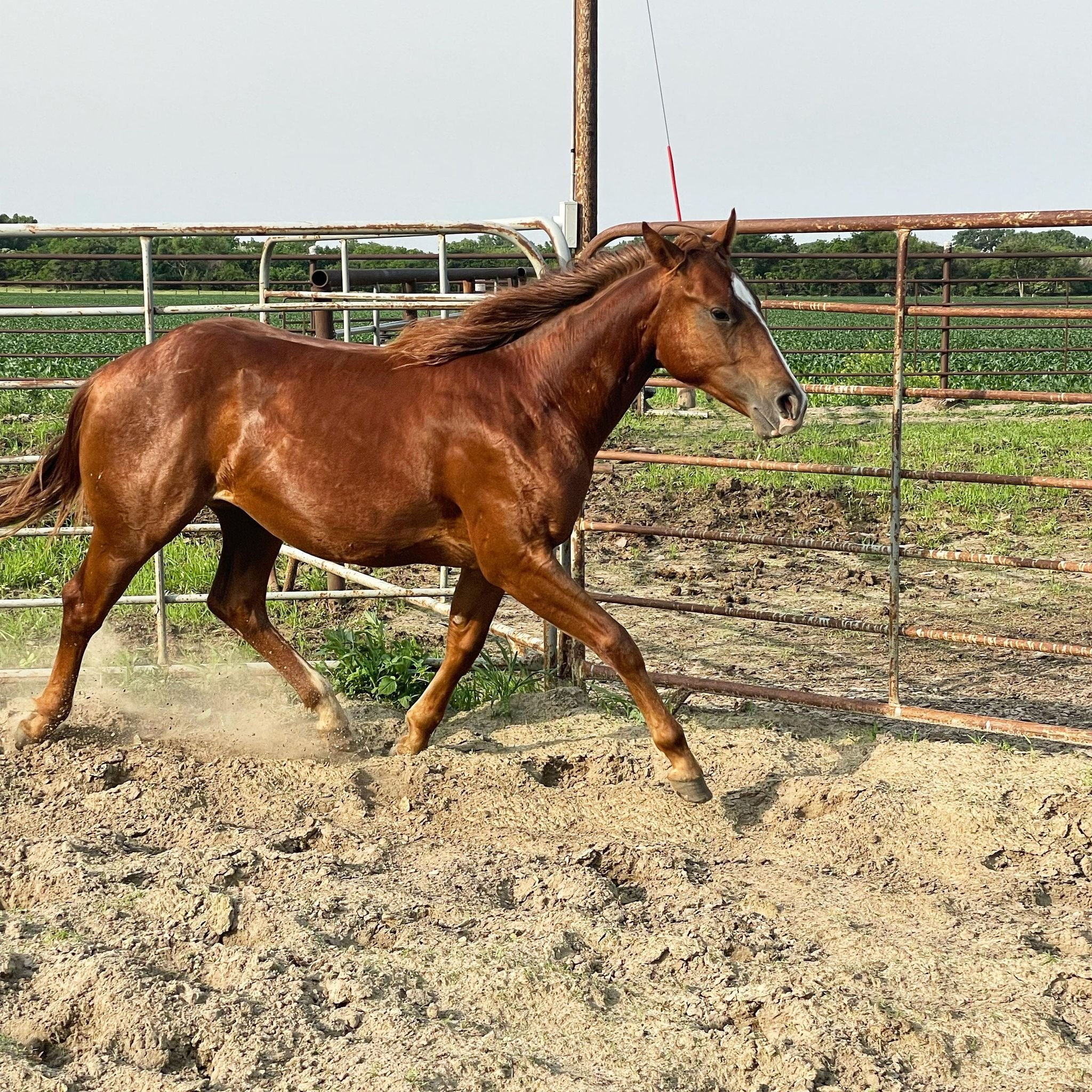 2021 AQHA Filly available for a new zip code!!!
