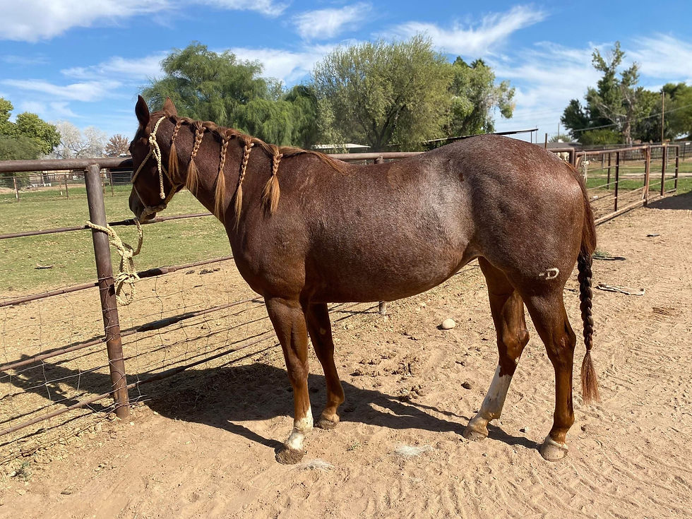 Thumbnail: pretty 3 year old Metallic Cat filly!!!!