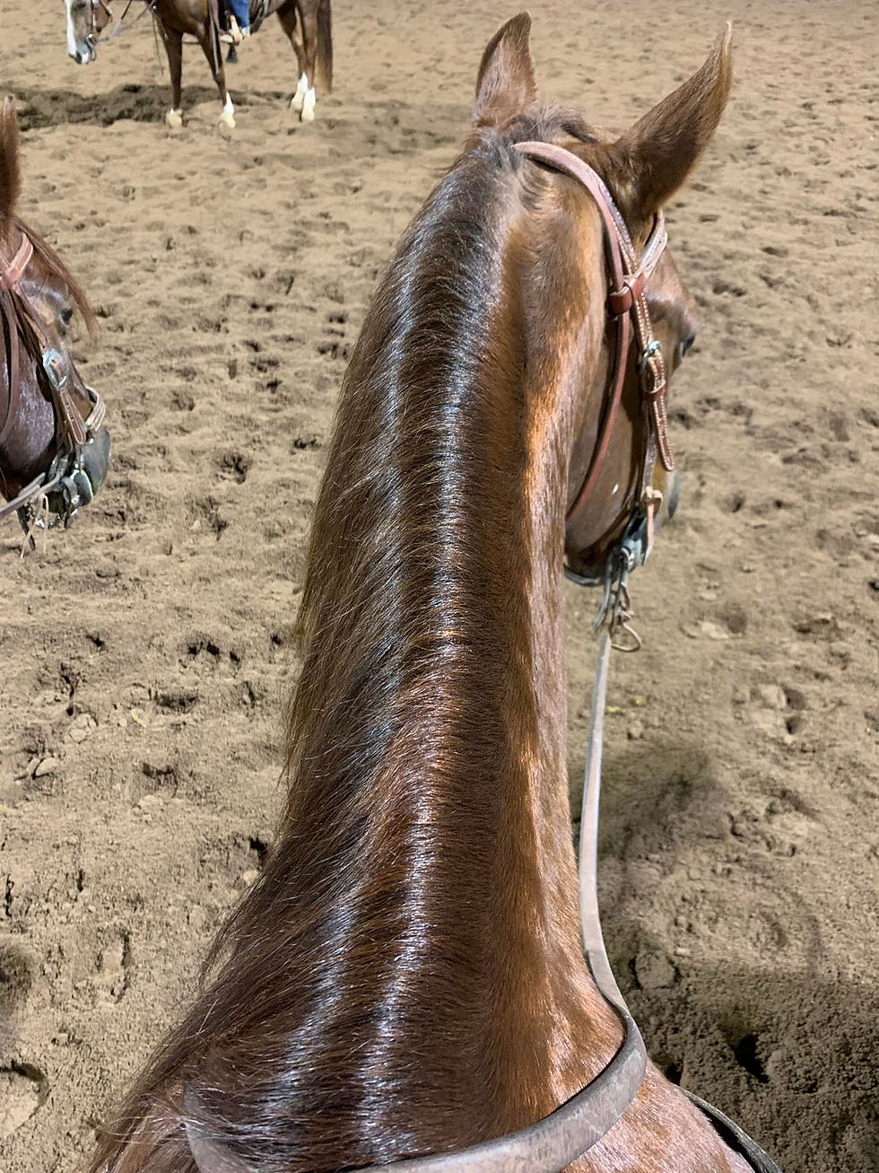 Thumbnail: 🔥Seasoned Penner/Sorter Gelding 🔥