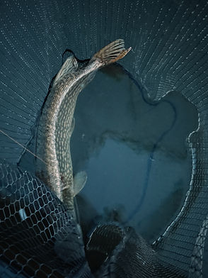 pike2.jpg