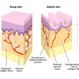 The Collagen Supplement Guide