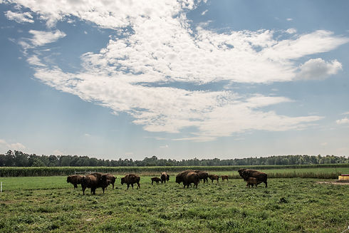 All natural, grass-fed, sustainable, pas