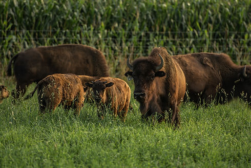 All natural, grass-fed, sustainable, pas