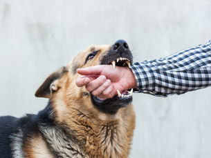 Help, mijn hond bijt!