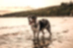 beautiful Aussie Australian Shepherd dog on the shore in the evening against the backdrop