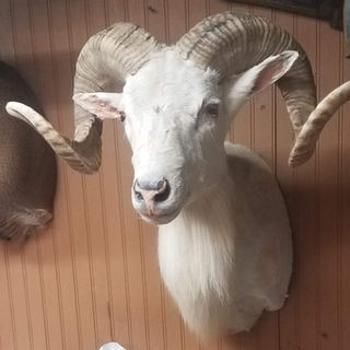 Ram