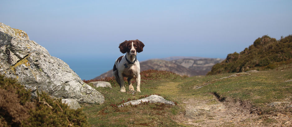 Rosie on the uplands overlooking the coast and Conwy Mountain