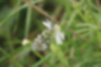 A pretty butterfly by River Alyn