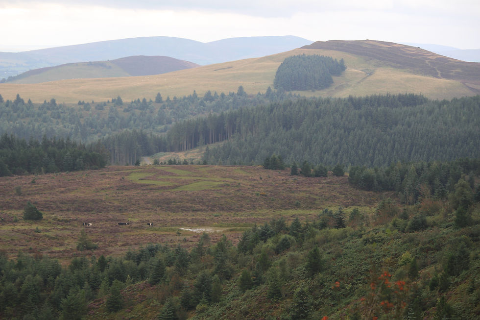 Moreland and shrubby trees in the foreground with a heather clad hill in the background
