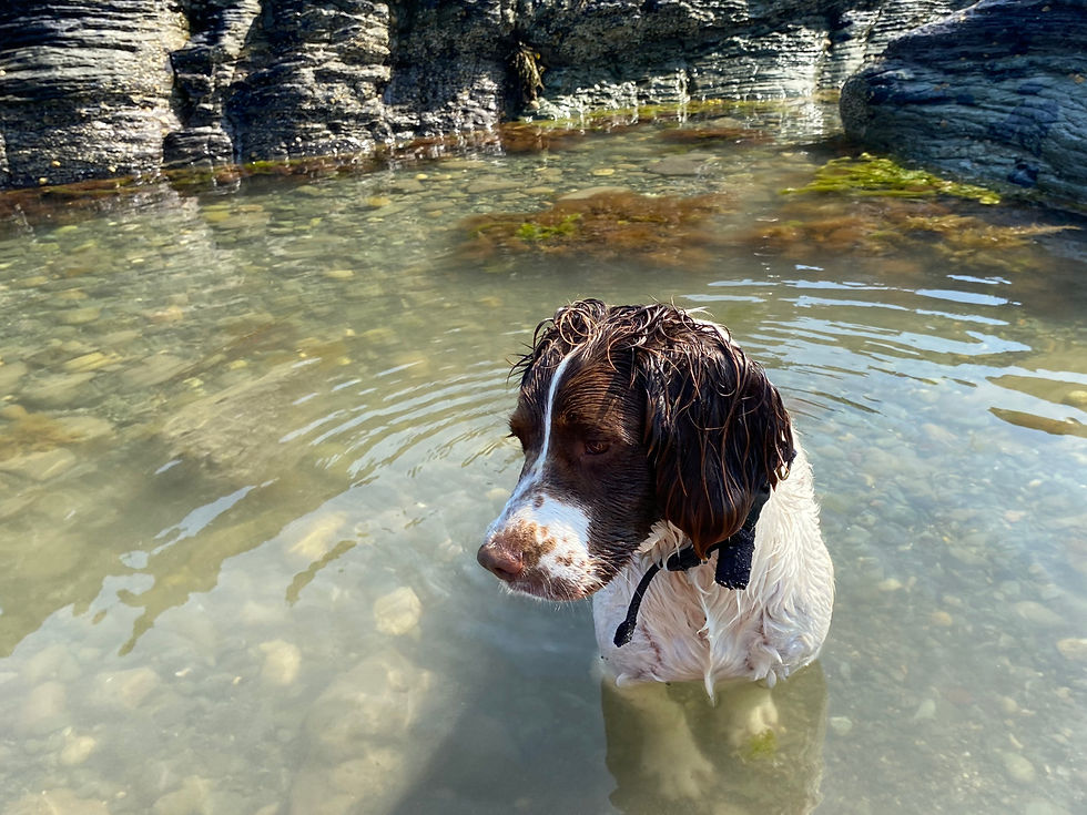 Trwyn Cemlyn (Cemlyn Headland) a good place to cool off