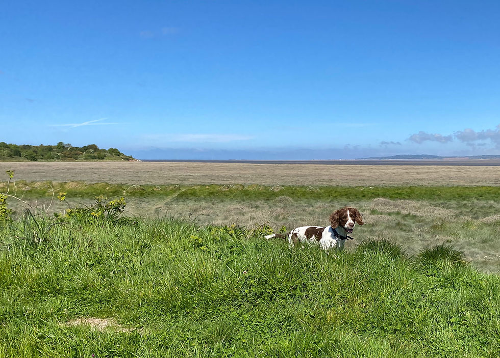 The salt marshes and views back to the Dee Estuary Mouth