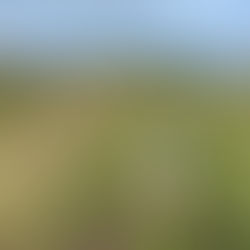 Rosie the dog on the Great Orme footpaths