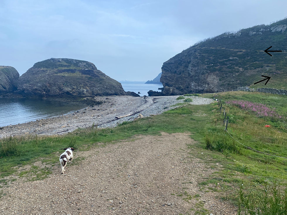 From Ynys y Fydlyn beach, head diagonally right then sharp left to contour the headland