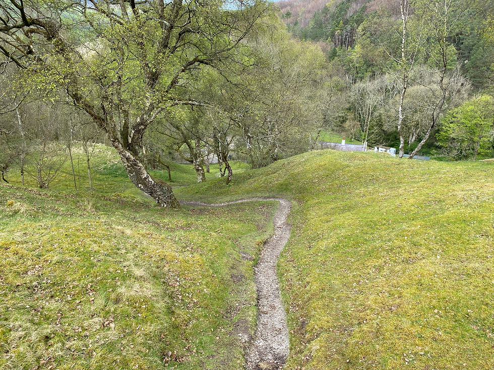 The path through the silver birch ends at a cottage and lane
