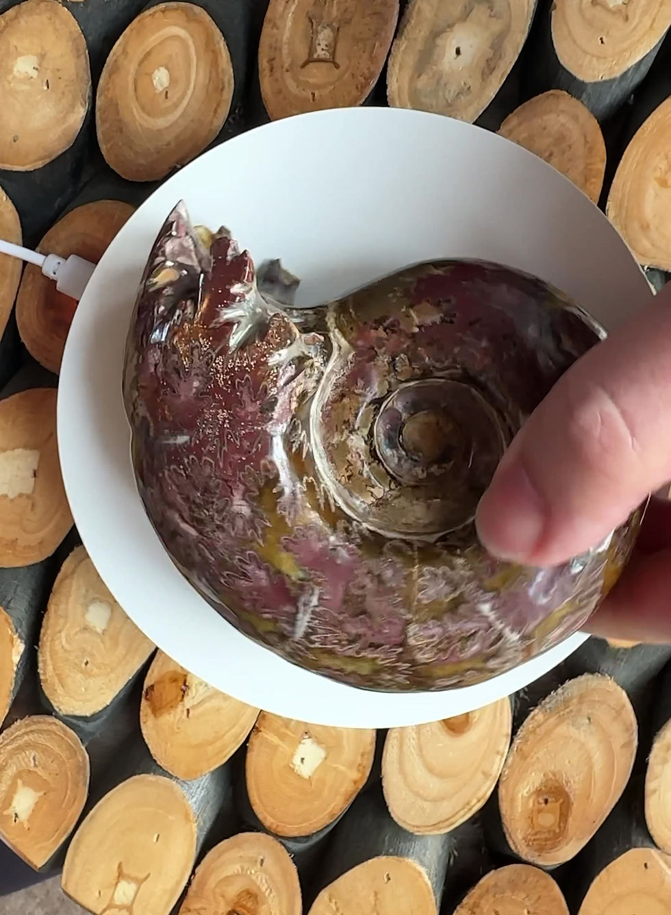 Thumbnail: Rare Puzosia Ammonite Polished Fossil