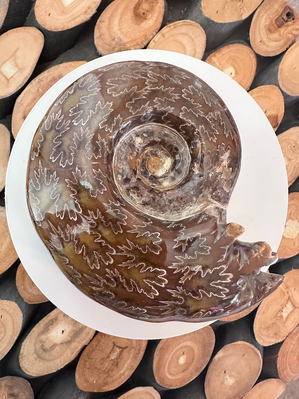 Thumbnail: Rare Puzosia Ammonite Polished Fossil