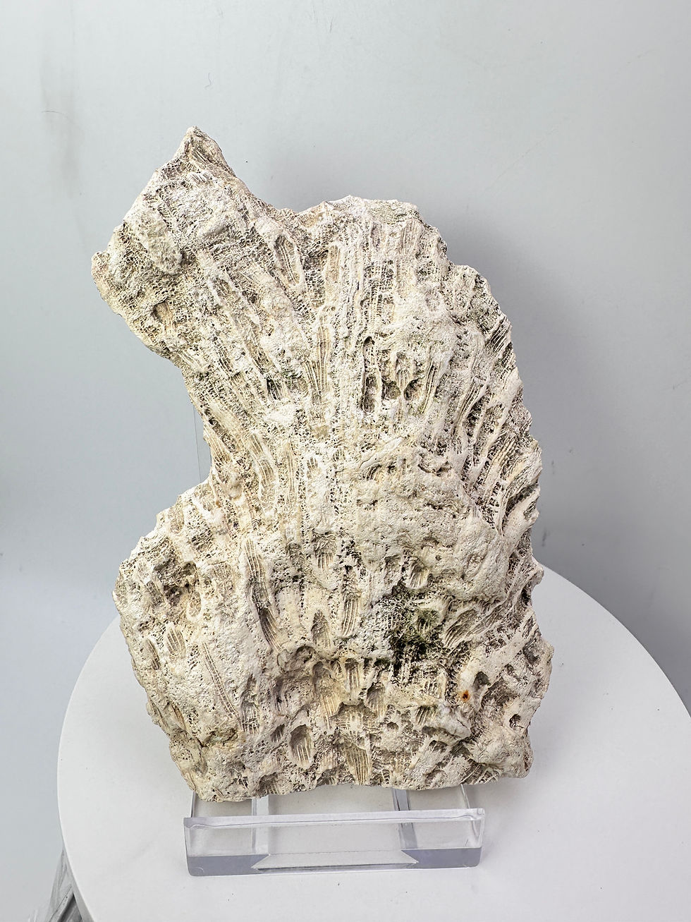Thumbnail: Coral Fossil Slice - 205 grams