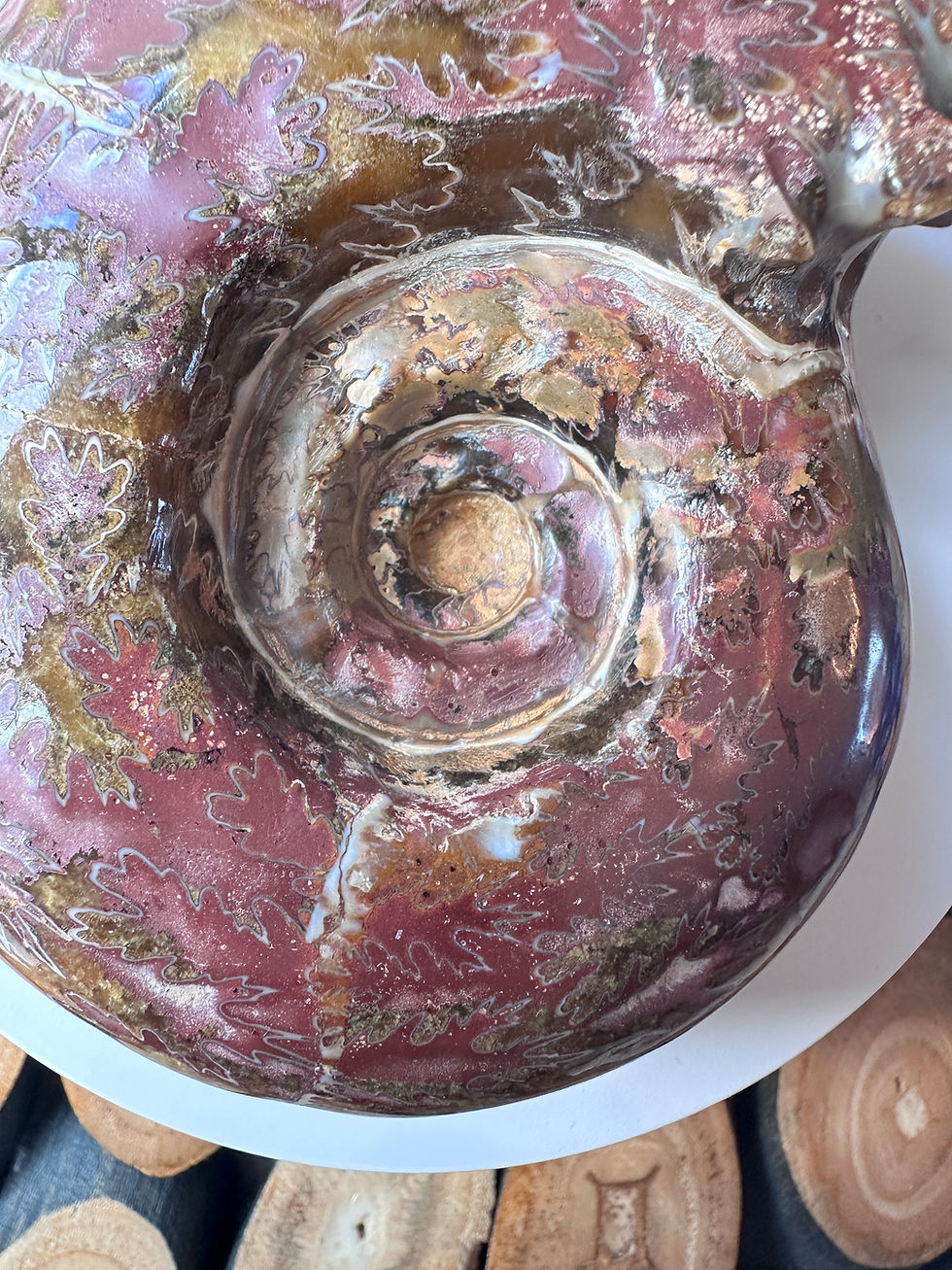 Thumbnail: Rare Puzosia Ammonite Polished Fossil