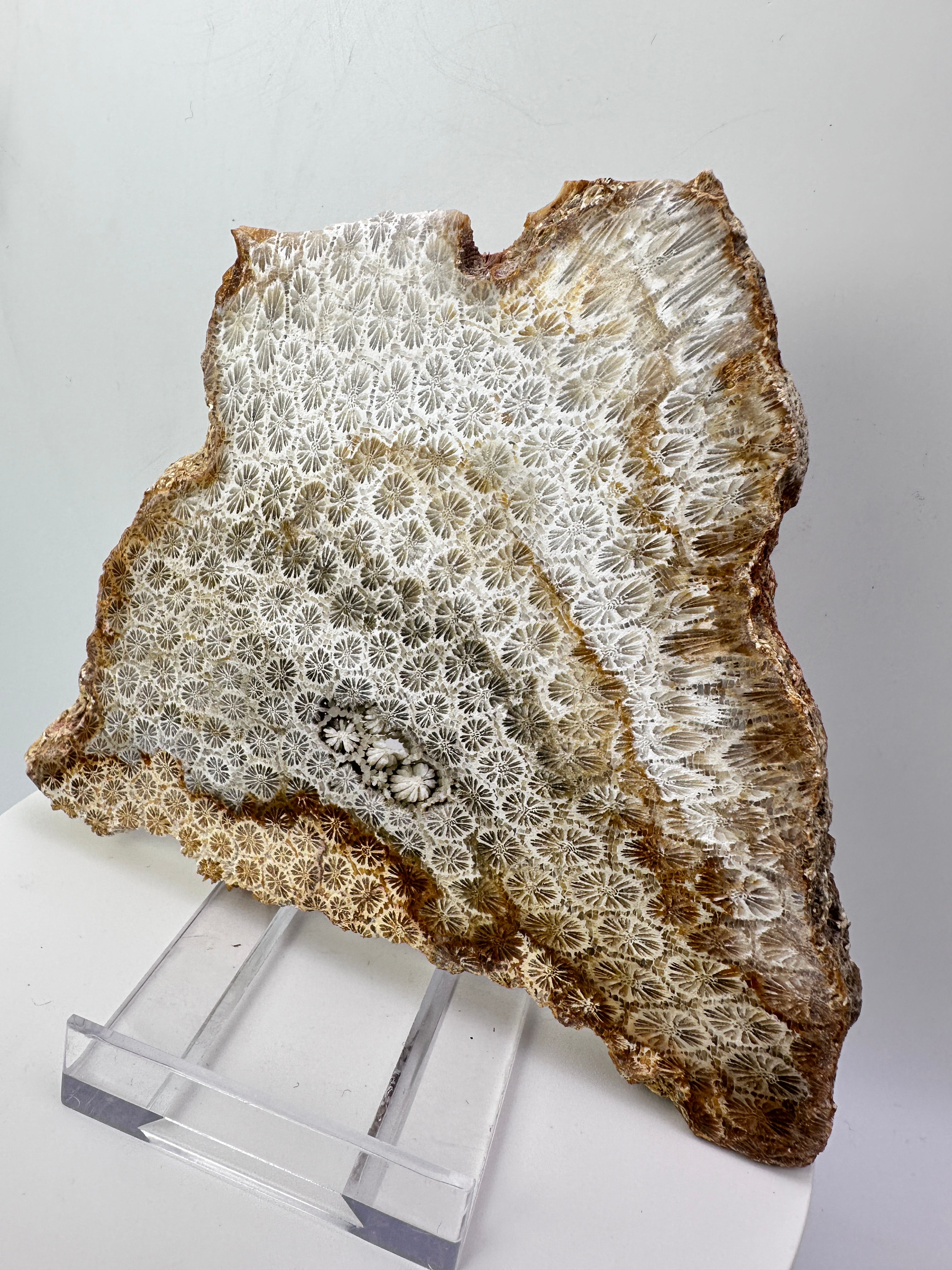 Coral Fossil Slice - 250 grams