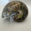 Thumbnail: Phylloceras Ammonite Polished Fossil