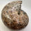 Thumbnail: Phylloceras Ammonite Polished Fossil - 460 Grams