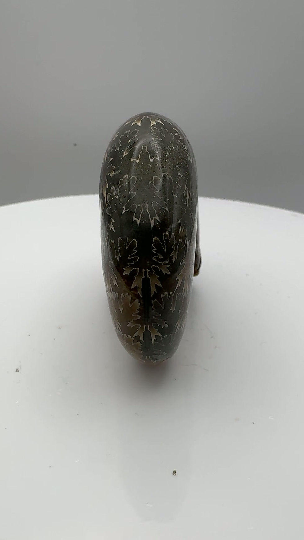 Thumbnail: Desmoceras Ammonite Polished Fossil