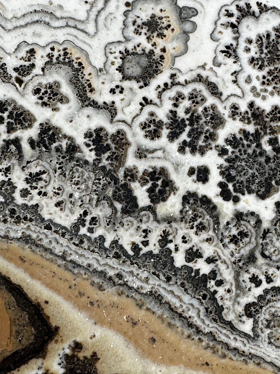 Thumbnail: Dendritic Calcite Disc with Banded Edge Profile