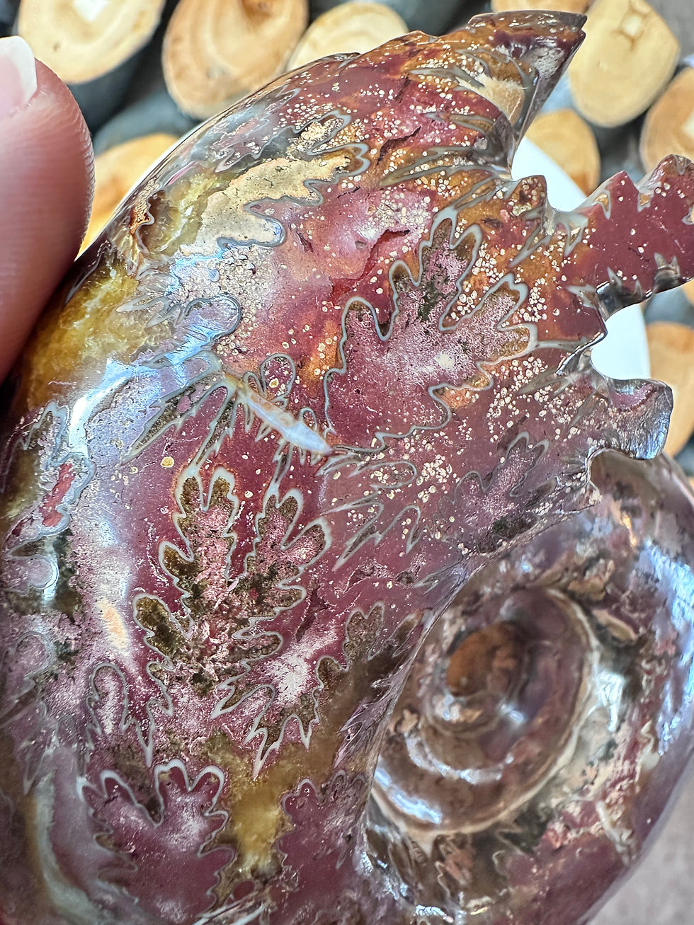Thumbnail: Rare Puzosia Ammonite Polished Fossil