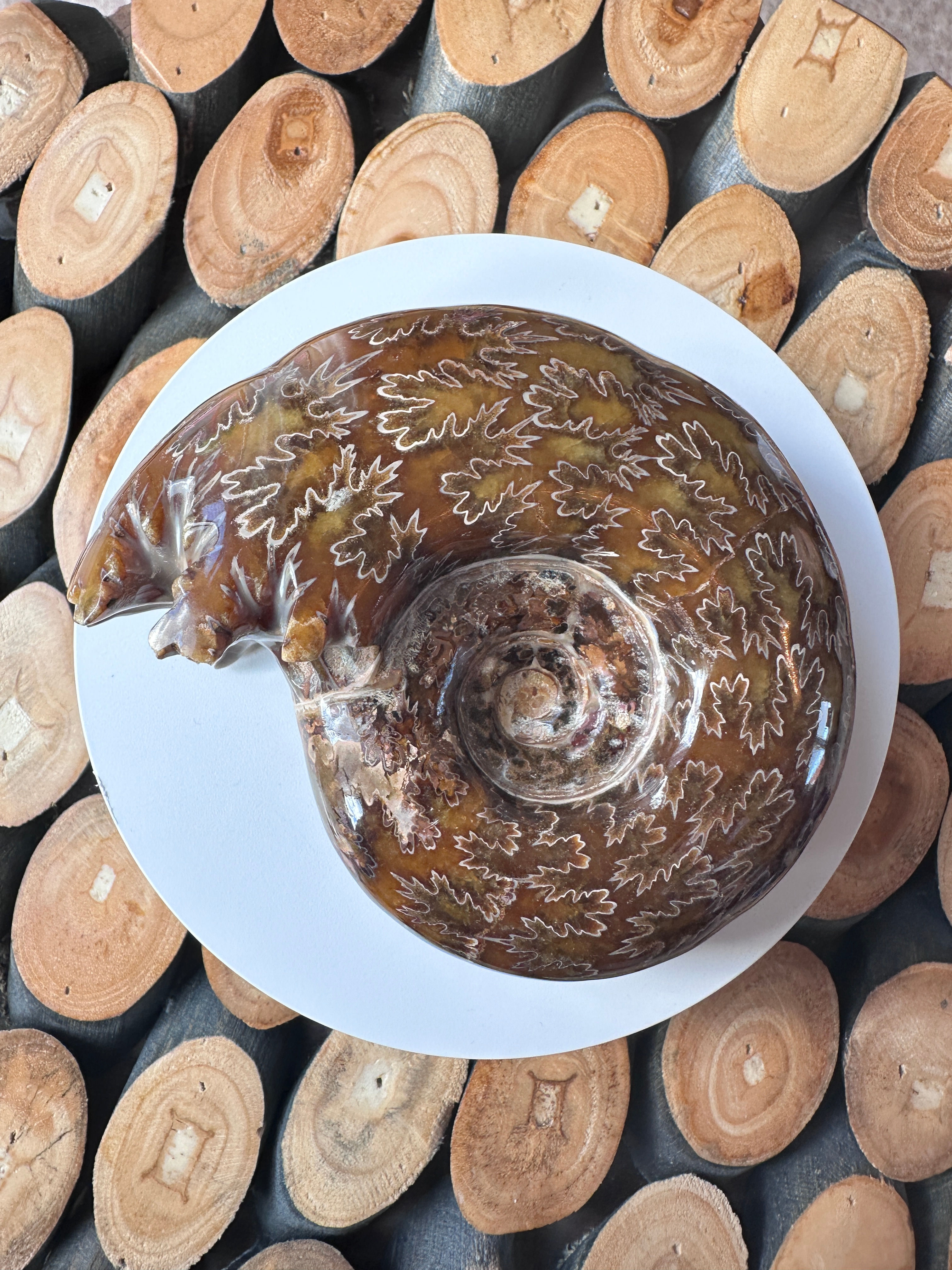 Rare Puzosia Ammonite Polished Fossil