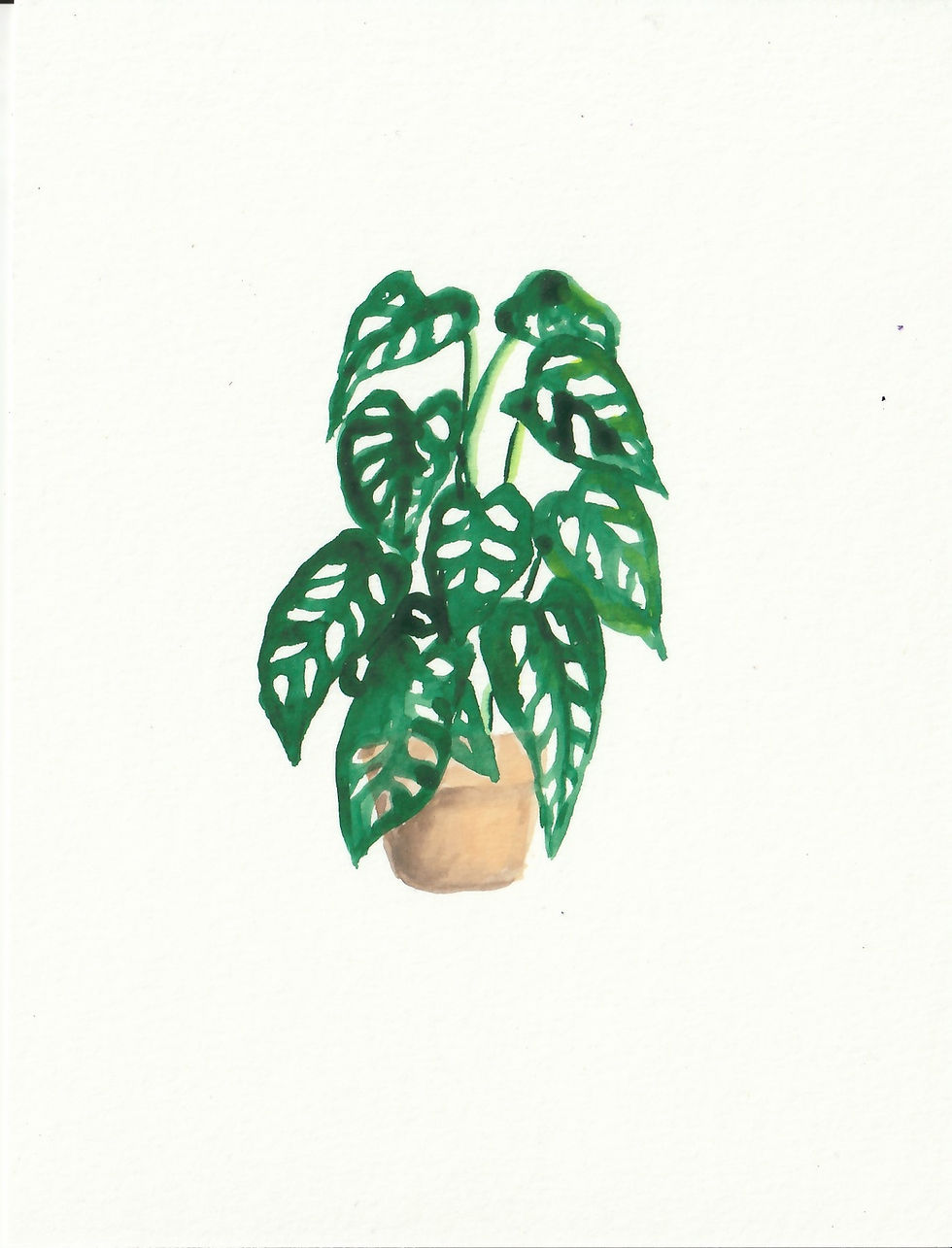 Philodendron 