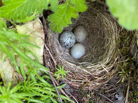 SHAKE A TAIL FEATHER