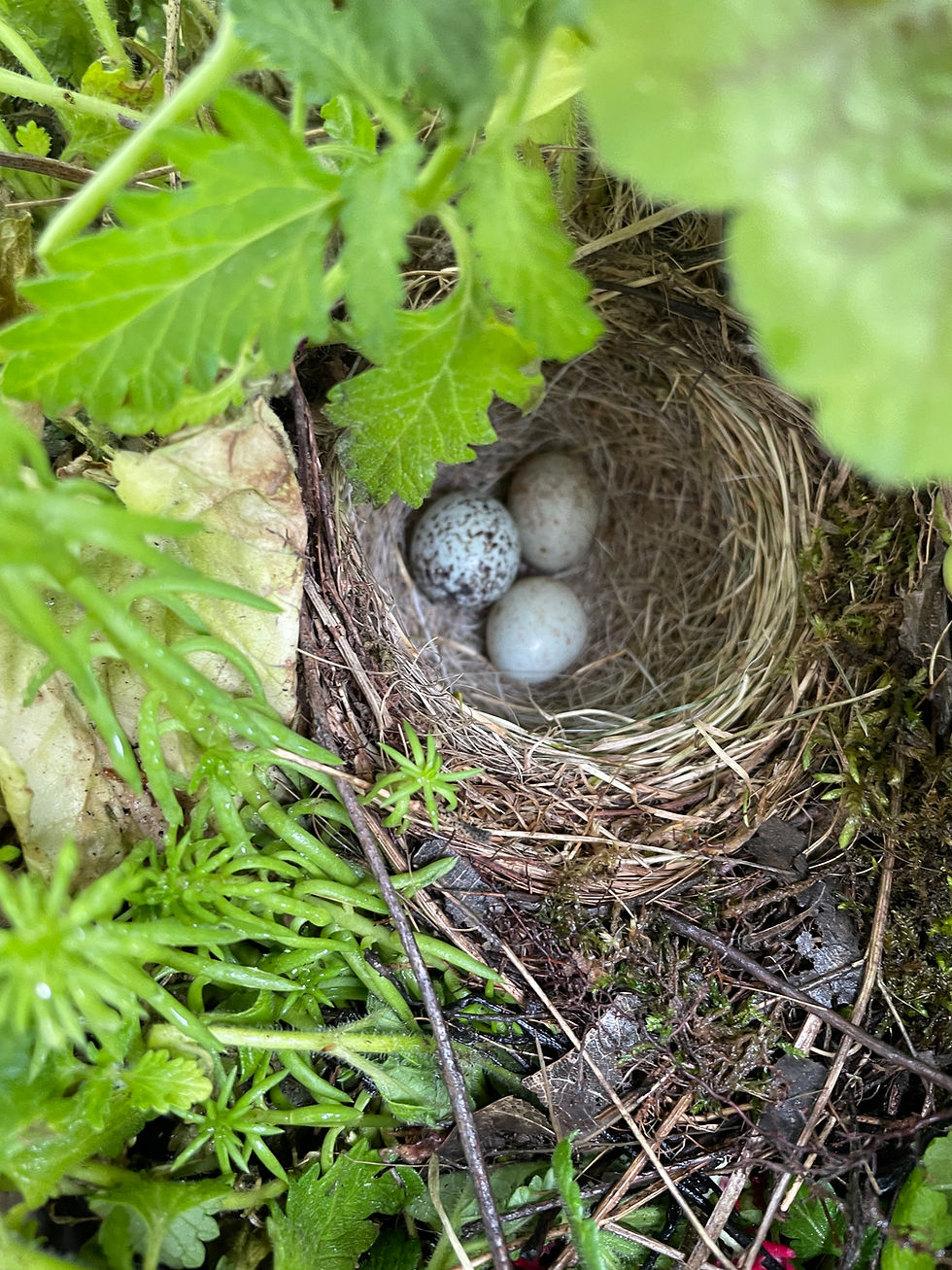 Ms. "Dee's perfect little nest and eggs.