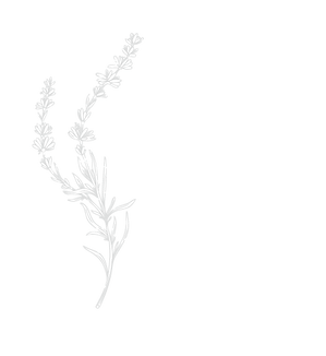 ラベンダー.png