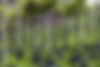 Shade-coffee-shutterstock_162794042-resized.jpg