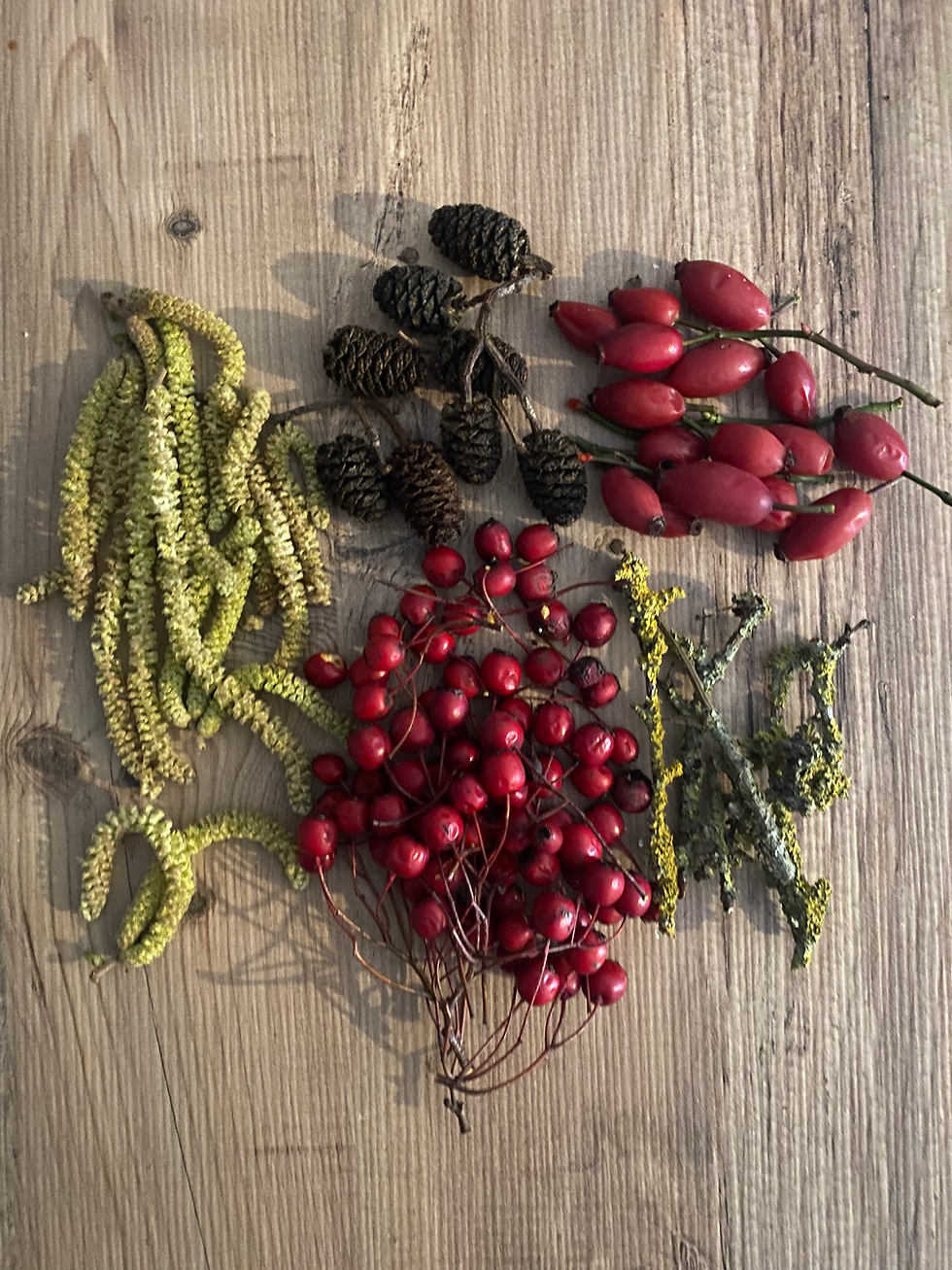 Catkins, Alder Cones, Rosehips, Haw Berries & Lichen