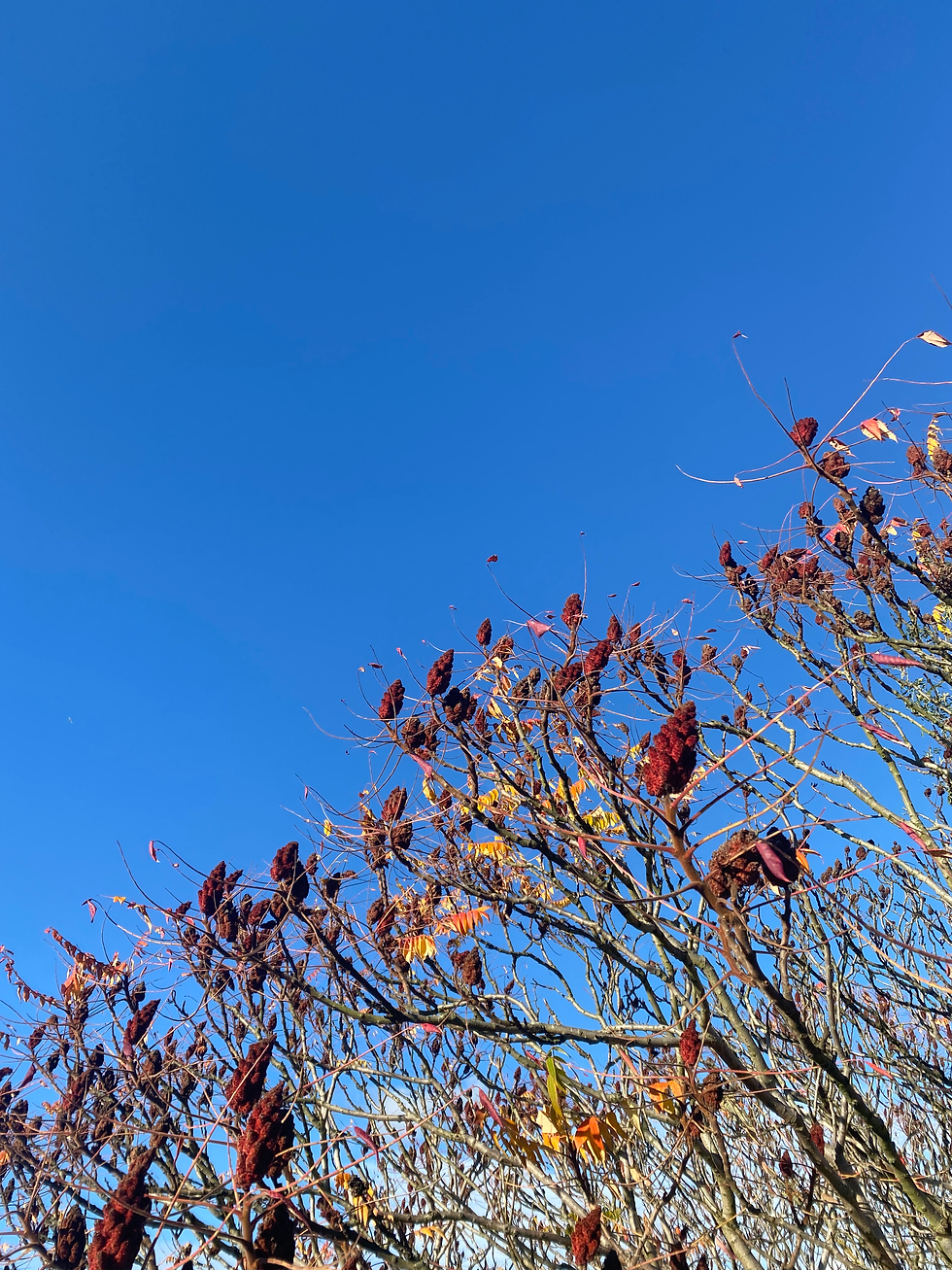 Staghorn Sumac