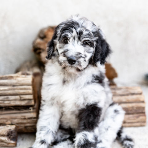 Puppies-17.jpg