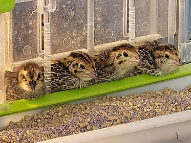 Chicks in the brooder